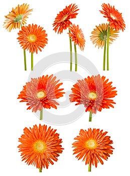 Red and yellow gerbera from background