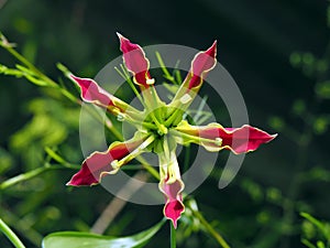 Red and yellow Gloriosa Superba lily wild flower in tropical Suriname South-America