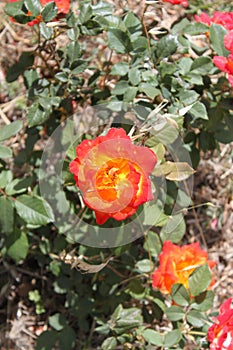 Red and Yellow Rose