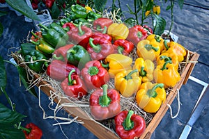 Red, yellow and green bell peppers on a wooden box with straw placed.