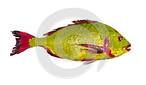 Red and yellow green colored Orata fish cut out