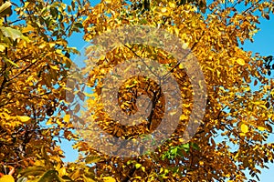 Red, yellow and green leaves on tree branches under blue sky. Autumn seasonal scene. Natural fall background