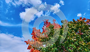 Red, yellow and green maple leaves under sunny blue sky in autumn