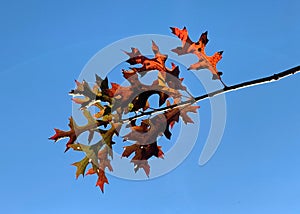 Red, yellow, and green oak leaves in autumn against a bright blue sky