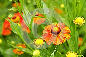 Red and yellow helenium flowers