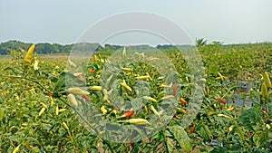 Red and yellow hot Chili peppers