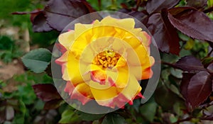 Red and yellow hybrid tea rose, Love and Peace rose