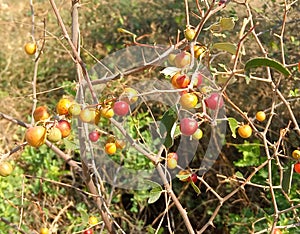 Red and yellow indian jujube or ber fruit on a tree