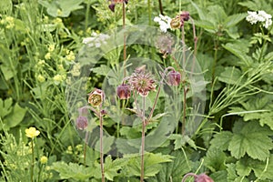 Red and yellow inflorescence of Geum rivale