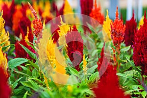 Red yellow inflorescences on green stems. Selective focus. L