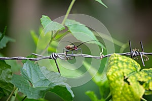 Red-yellow insect Cerambycidae accompanying the rainy season of the green forest. Thailand originated in eastern China and Korea.