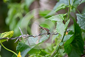 Red-yellow insect Cerambycidae accompanying the rainy season of the green forest. Thailand originated in eastern China and Korea.