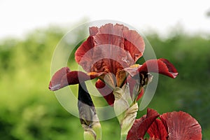 the red and yellow iris flower is shown in front of the green background