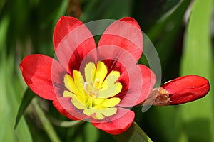 Red-yellow Ixia flowers