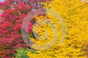 Red and yellow Japanese maple trees