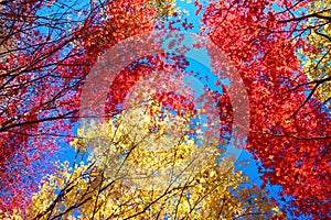 Red and yellow Japanese maple trees