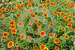 Red and yellow `Jazzy Group` zinnia flowers