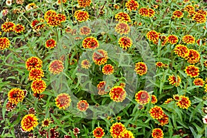 Red and yellow `Jazzy Group` zinnia flowers photo