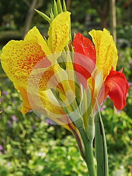 Red and Yellow Kana Flower photo