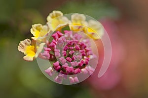 Red and yellow Lantana flowers