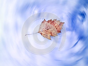 Red and Yellow Leaf of the Black Poplar, Populus Nigra, with Petiole In a Snow or Cloud Swirl. Abstract Natural Background. Copy