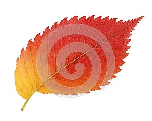 Red and yellow leaf elm isolated on white background.