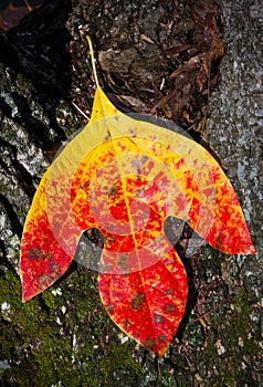 Red and Yellow Leaf photo