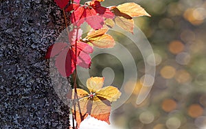 Red and yellow leaf suitable as autumn widescreen display background