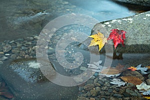 Red And Yellow Leaves