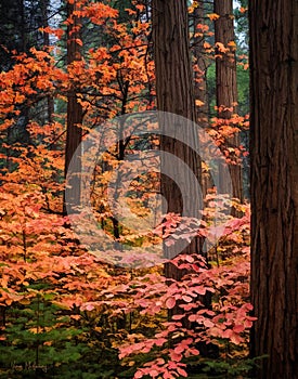 Red and yellow leaves in the forest