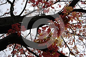 Red and yellow leaves tree