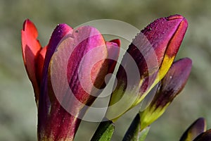 Red Yellow liliy buds