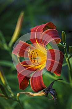 Red and yellow lily flower.