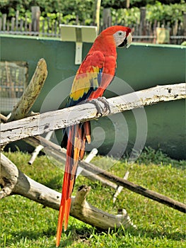 Red and Yellow Macaw at Lion Country Safari