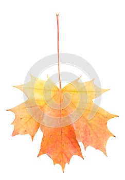 Red-yellow maple leaf