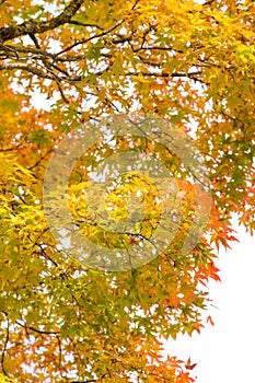 Red and yellow maple leaf background