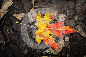 Red Yellow Maple Leaf in a Forest