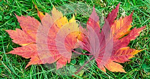 Red and Yellow Maple Leaf