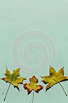 Red and yellow maple leaf on green background