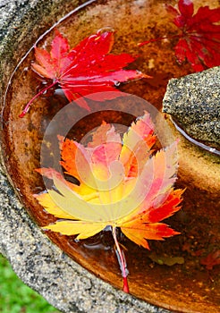 Red and Yellow Maple Leaf