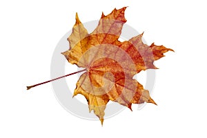 Red-yellow Maple leaf on a white background.