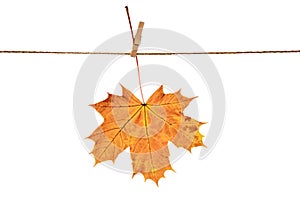 Red-yellow Maple leaf on a white background