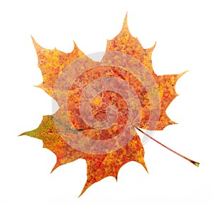 Red, yellow maple leaf