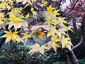 Red and Yellow maple leaves on branch of tree in the botanical garden with Sunlight ray in the morning, feeling fresh in autumn.