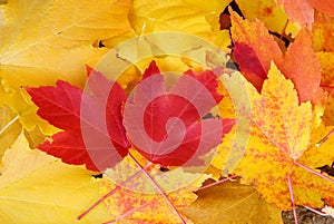 Red and Yellow Maple Leaves Fall Background