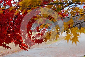Red and Yellow maple leaves during Japan`s Autumn Koyo season photo