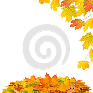 Red yellow maple leaves on white background. Autumn fall