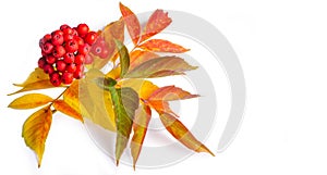 Red and yellow maple leaves on a white background. When the leaves change color from green to yellow, bright orange or red, you