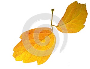 Red and yellow maple leaves on a white background. When the leaves change color from green to yellow, bright orange or red, you