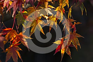 Maple tree leaves in Autumn